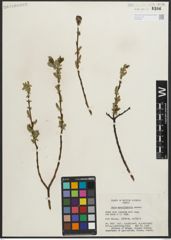 Foto von Salix myrtillifolia Anderson